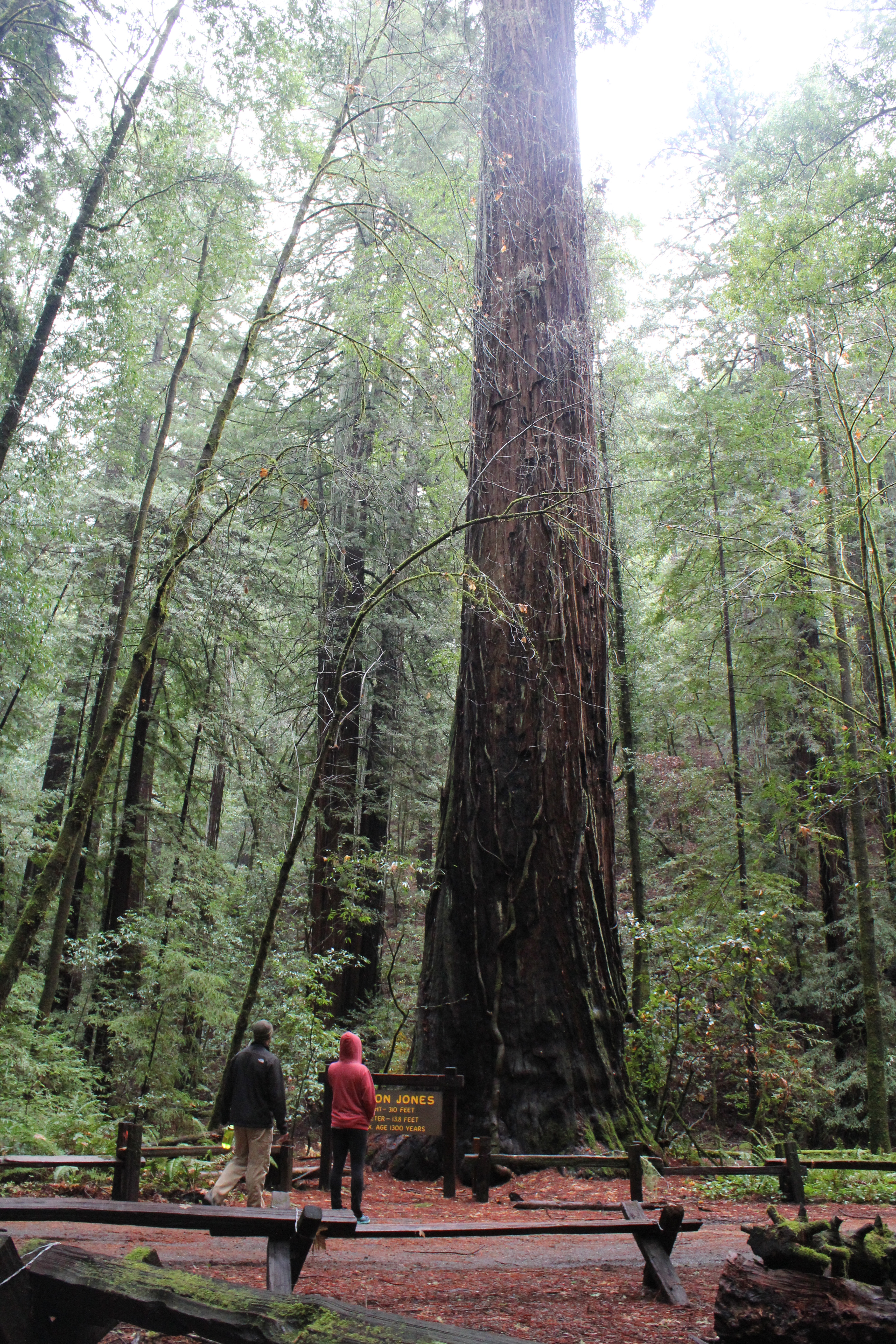 redwoods in awe, redwoods misty, redwoods looking up, redwoods feeling small, redwoods romantic, sonoma in december
