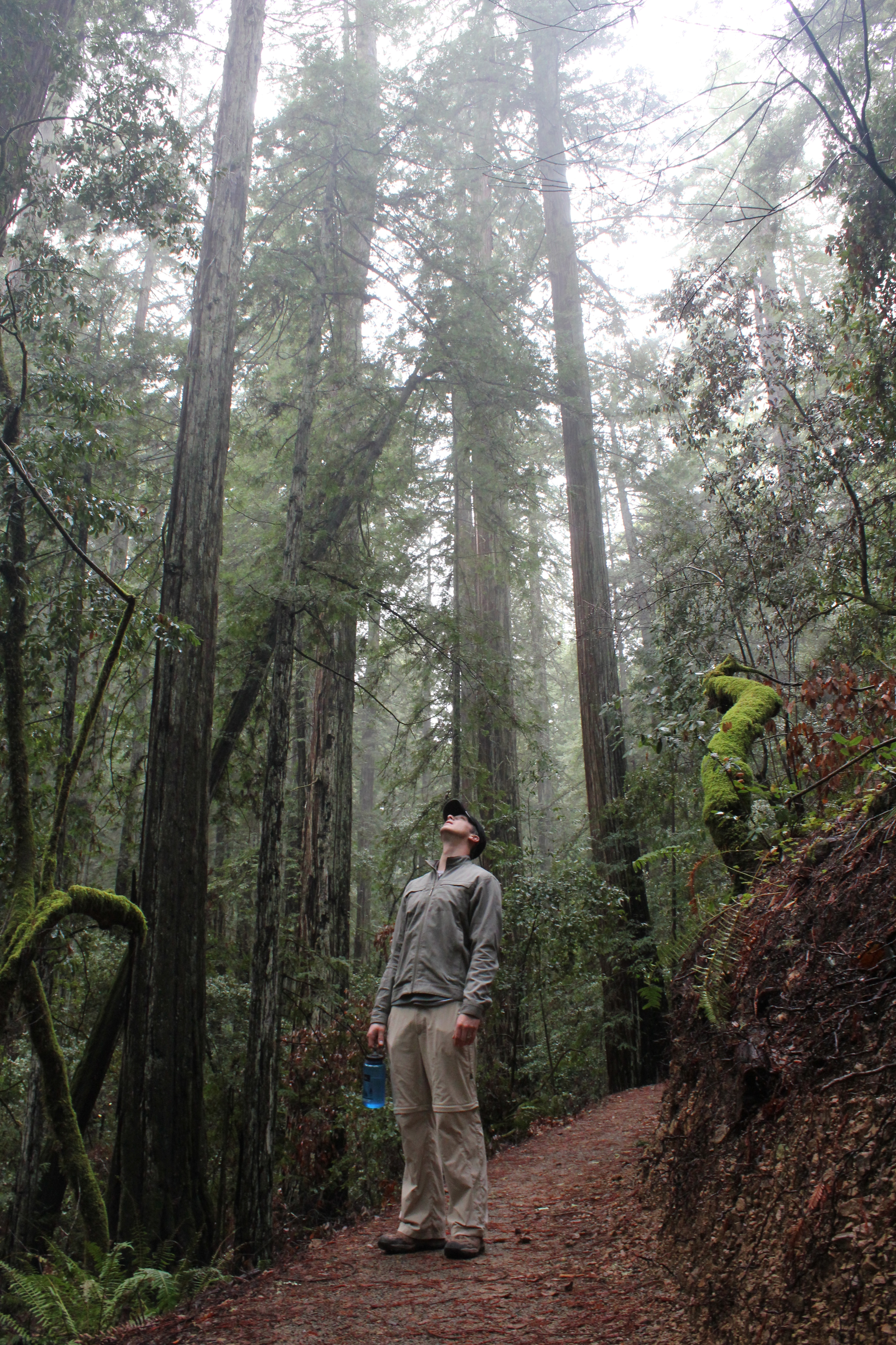 redwoods in awe, redwoods misty, redwoods looking up, redwoods feeling small, sonoma in december