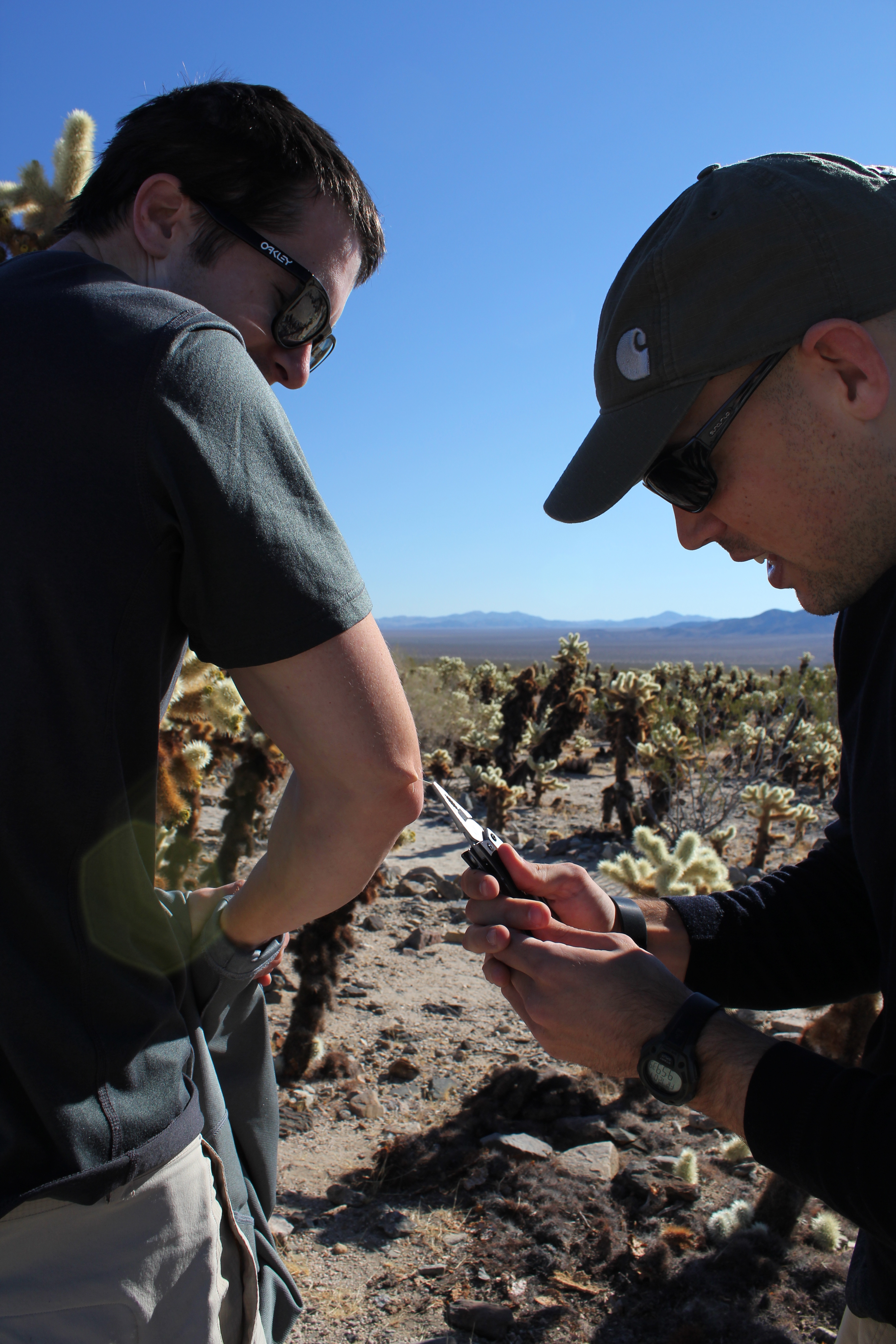 joshua tree in december, Joshua Tree National Park cholla cactus garden, stabbed by a cactus
