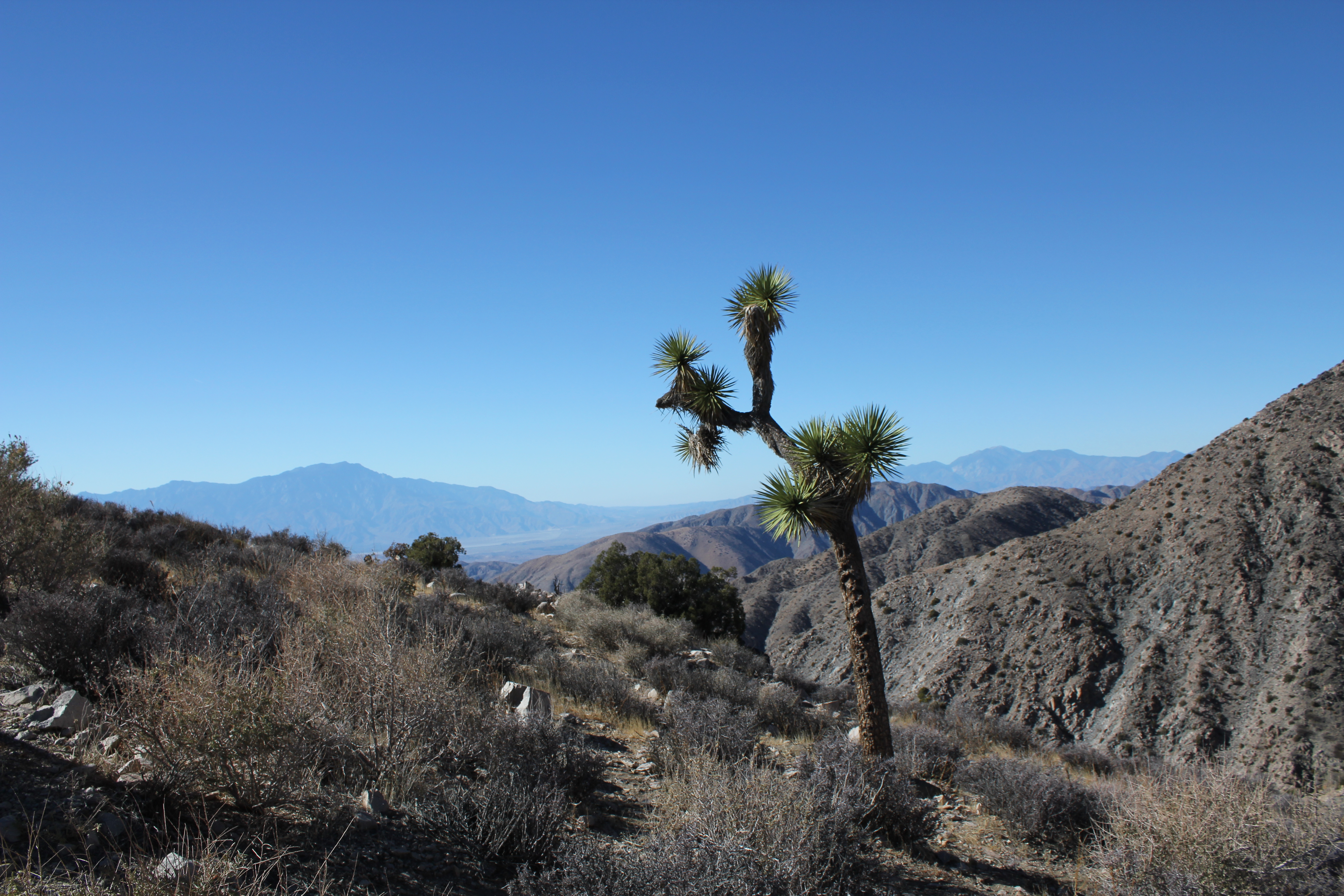 joshua tree in december, joshua tree overlook, joshua tree windy