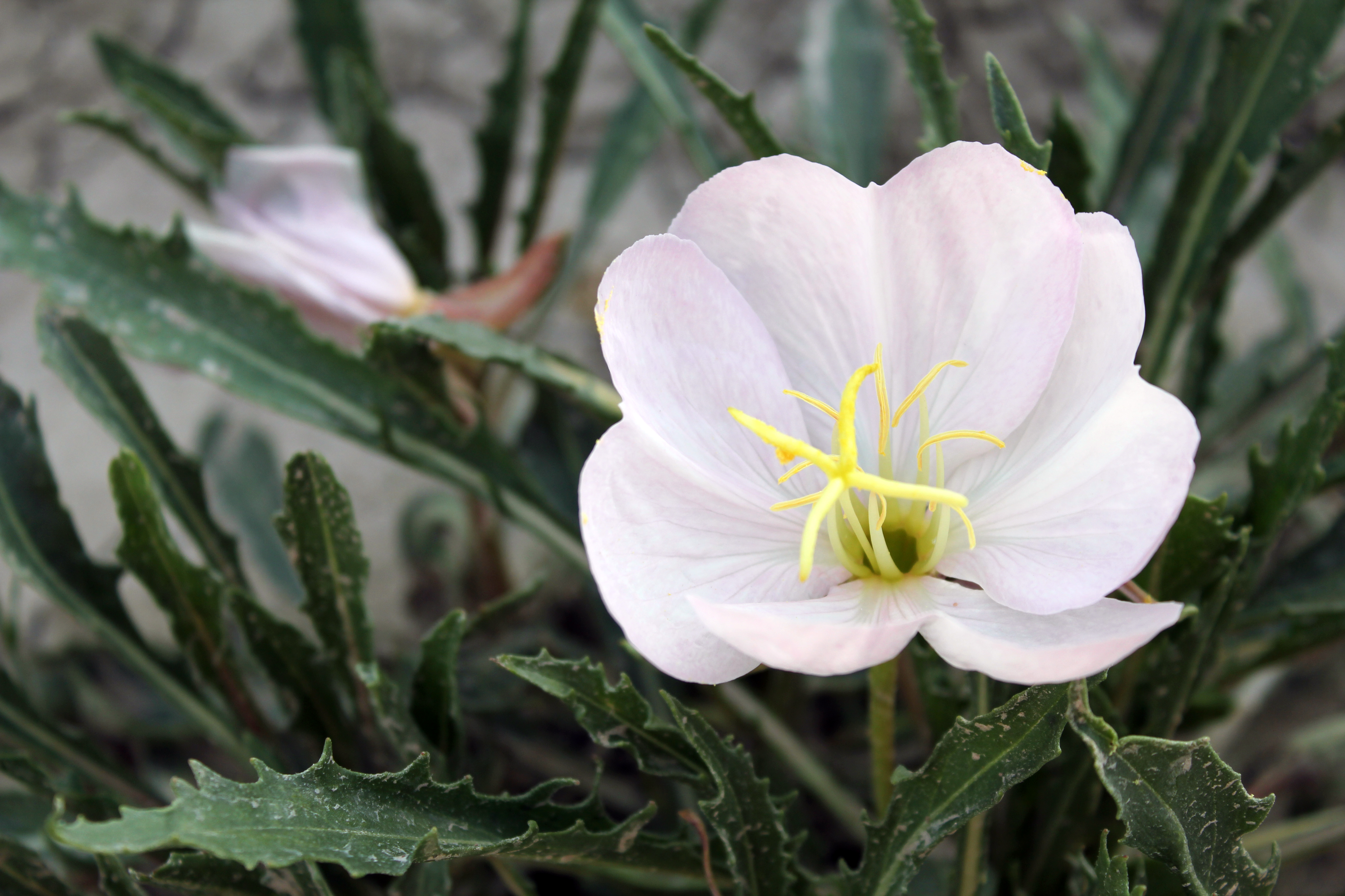 South Dakota flower, flower in the desert