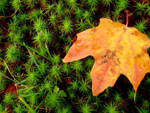 wisconsin fall colors, northern wisconsin fall leaves