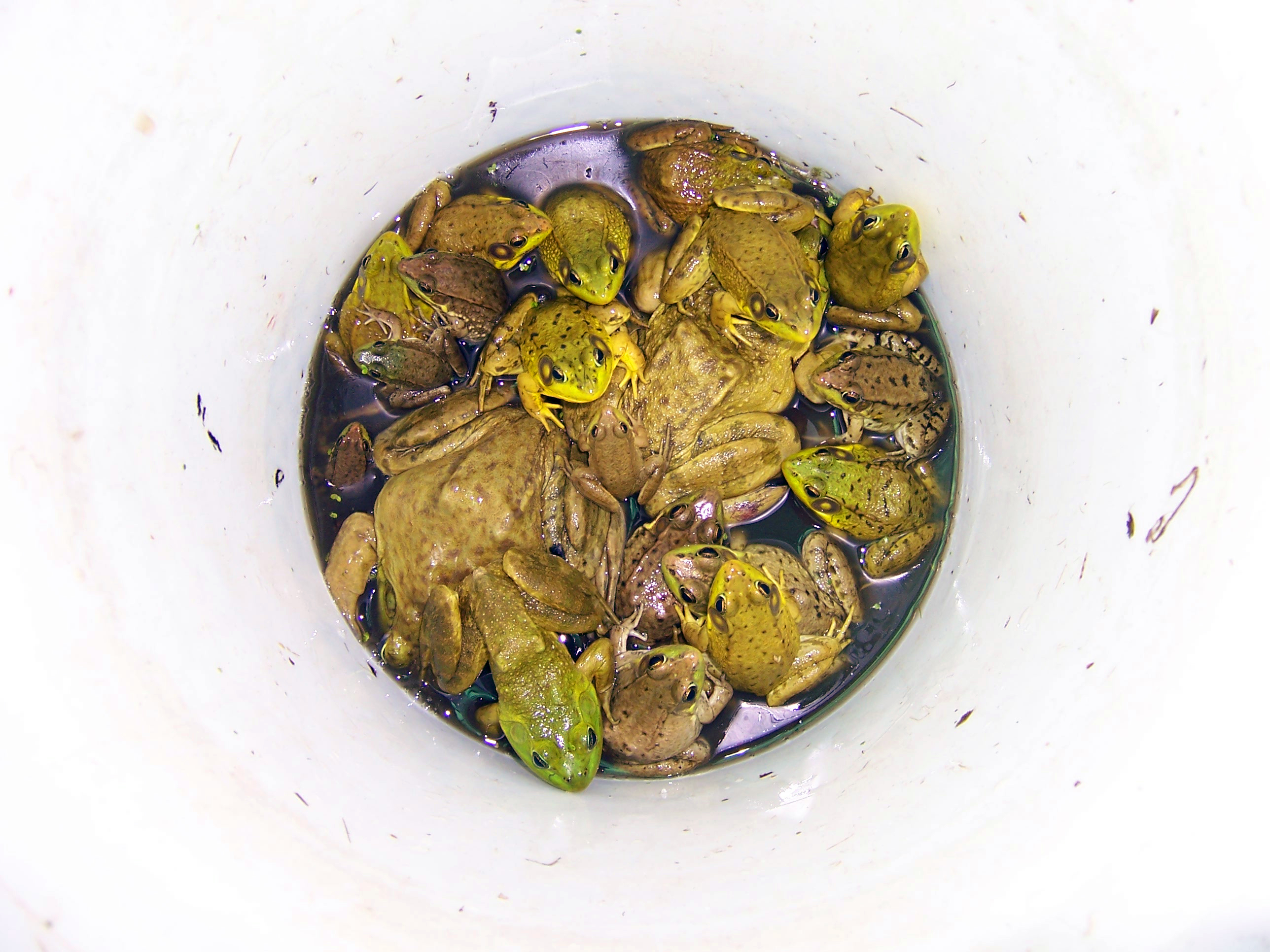 Turtle Lake Wisconsin, wisconsin bullfrogs