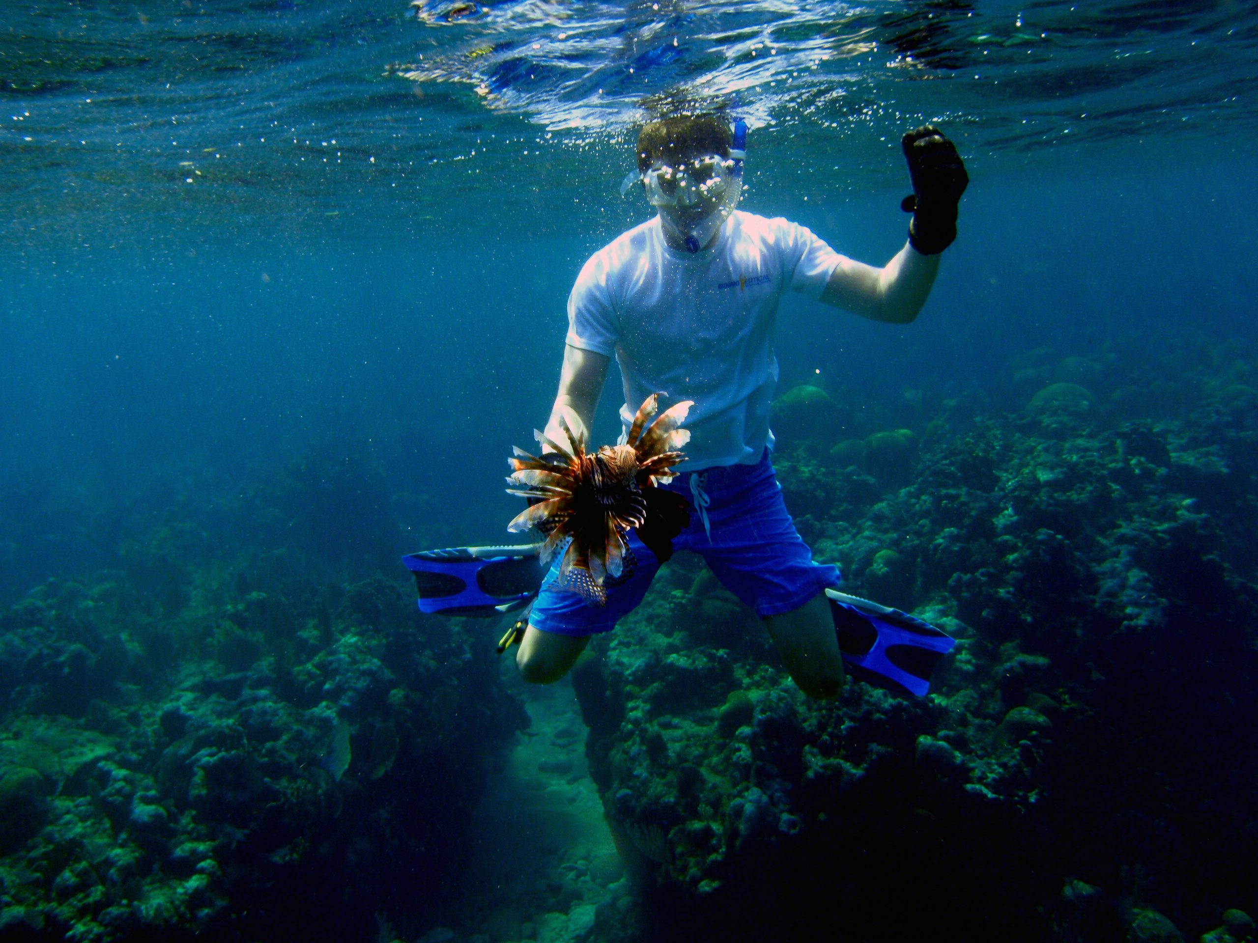 Roatan spearfishing, Roatan invasive species, Roatan lionfish