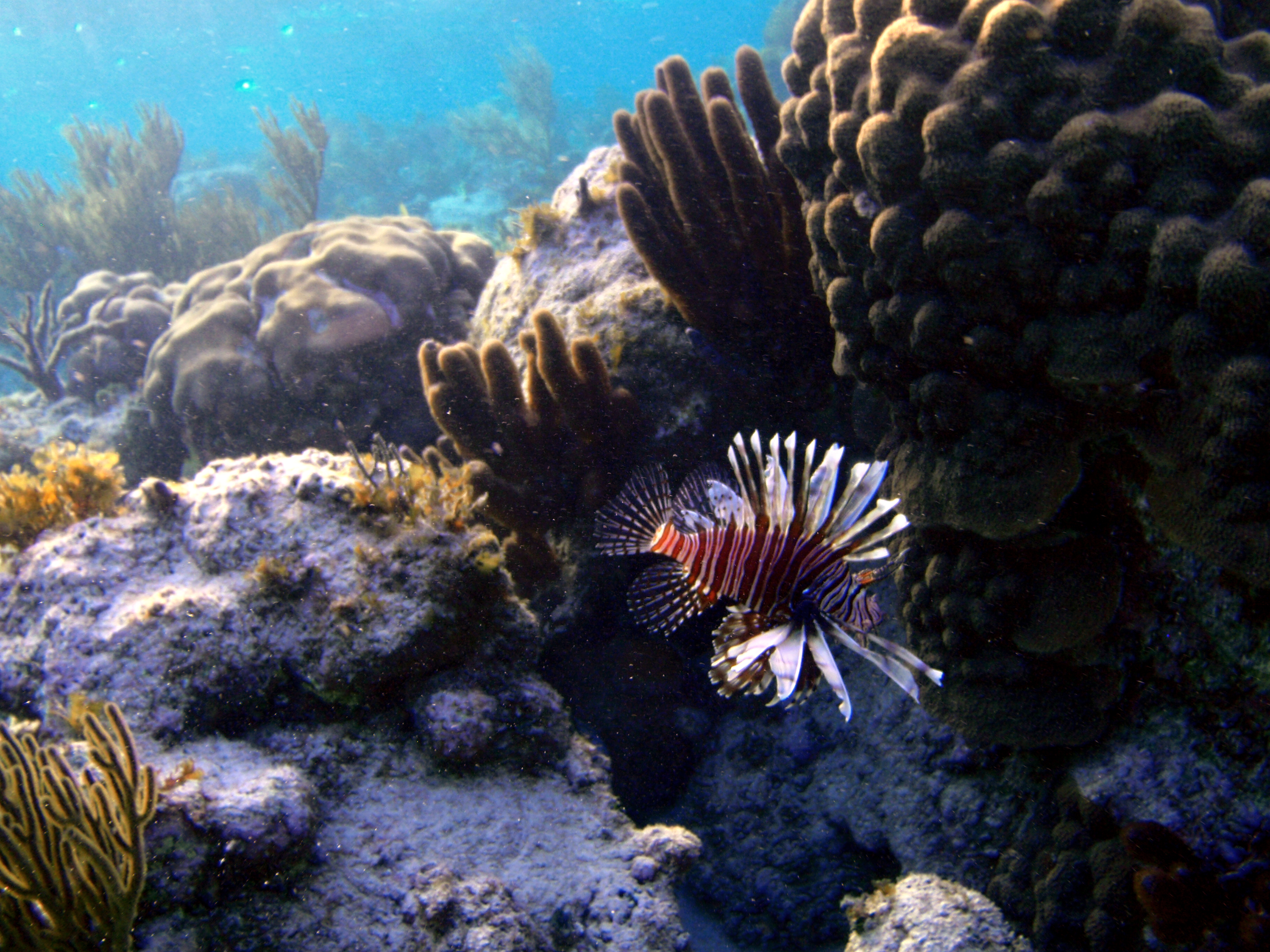 Roatan spearfishing, Roatan invasive species, roatan lionfish