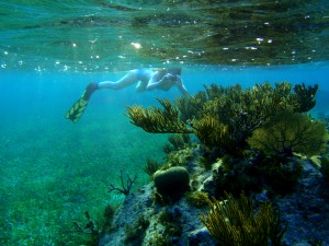 snorkeling, Roataan, reef, sea grass, underwater photography