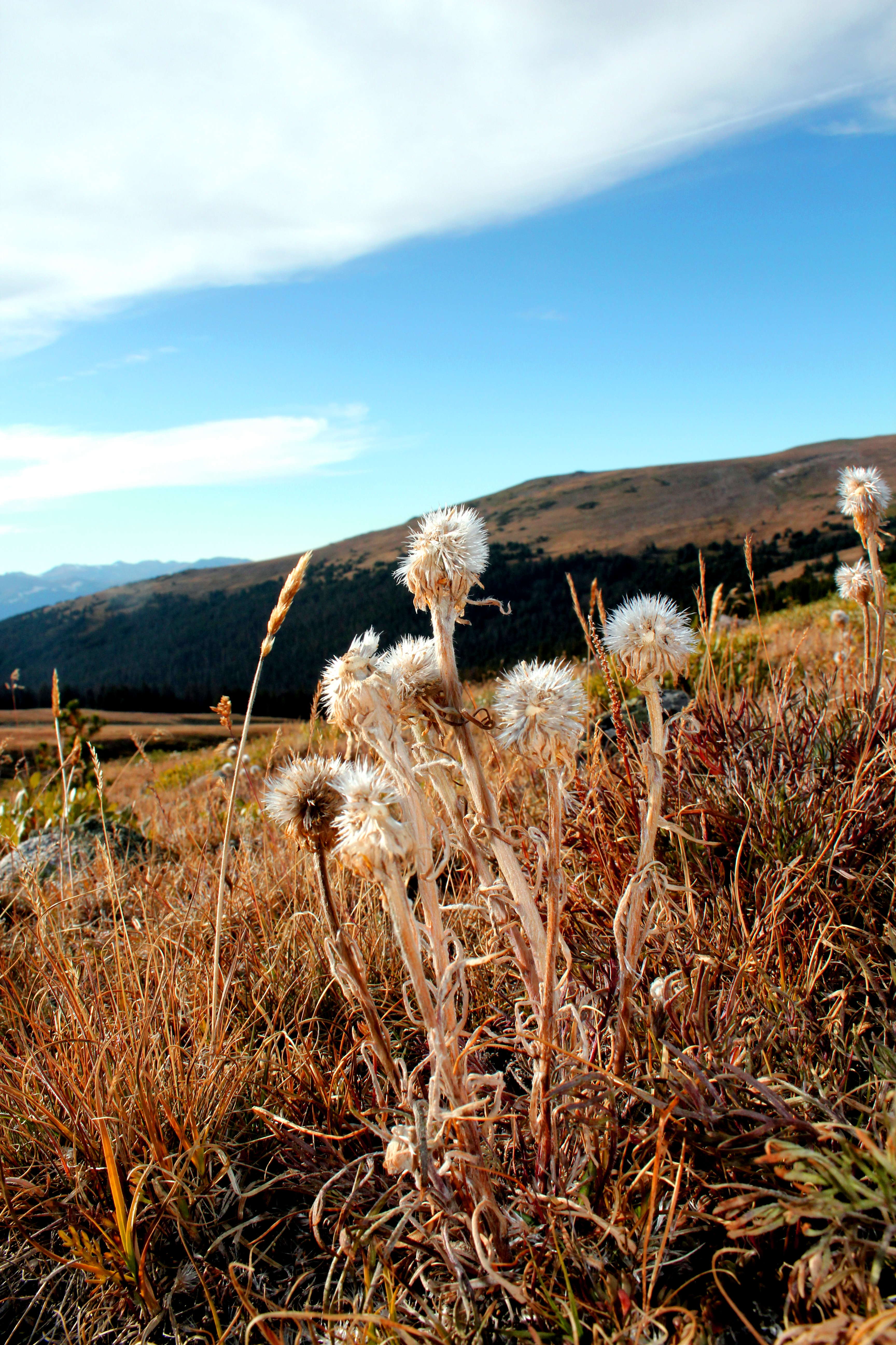 Colorado wildflowers, Colorado in September, wildflowers above treeline