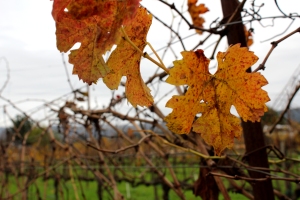 vineyard, winery, grapevine, winter, California