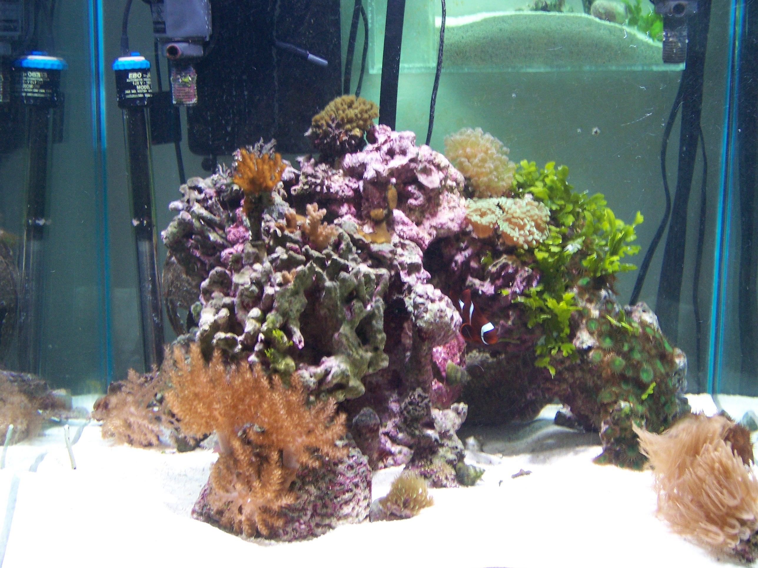 60 gallon cube mixed reef aquarium, mixed reef, maroon clown