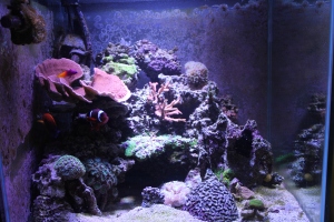 Aquarium, fish tank, mixed reef, 60 gallon cube, LED