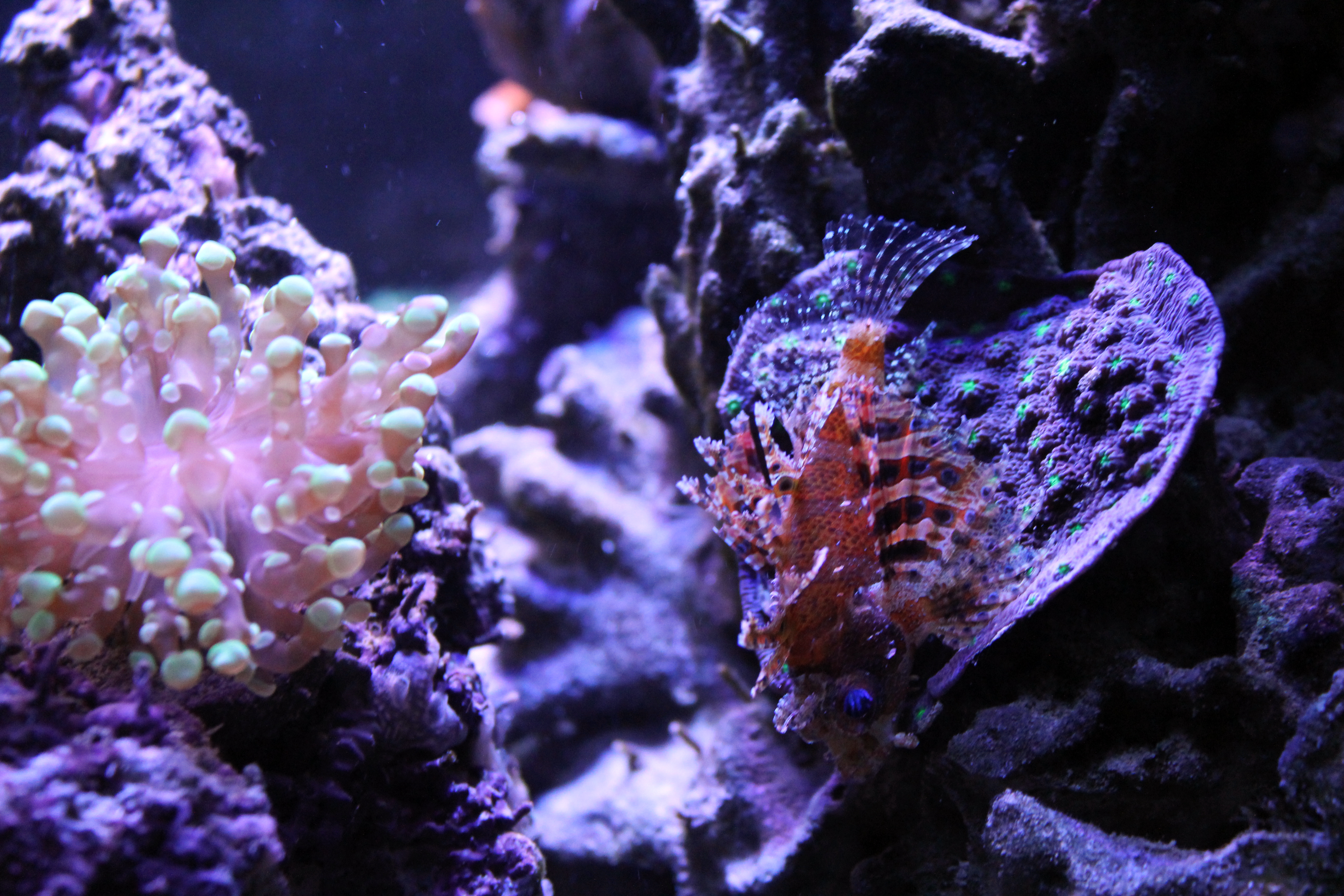 female fuzzy dwarf lionfish, aquarium, 60 gallon cube