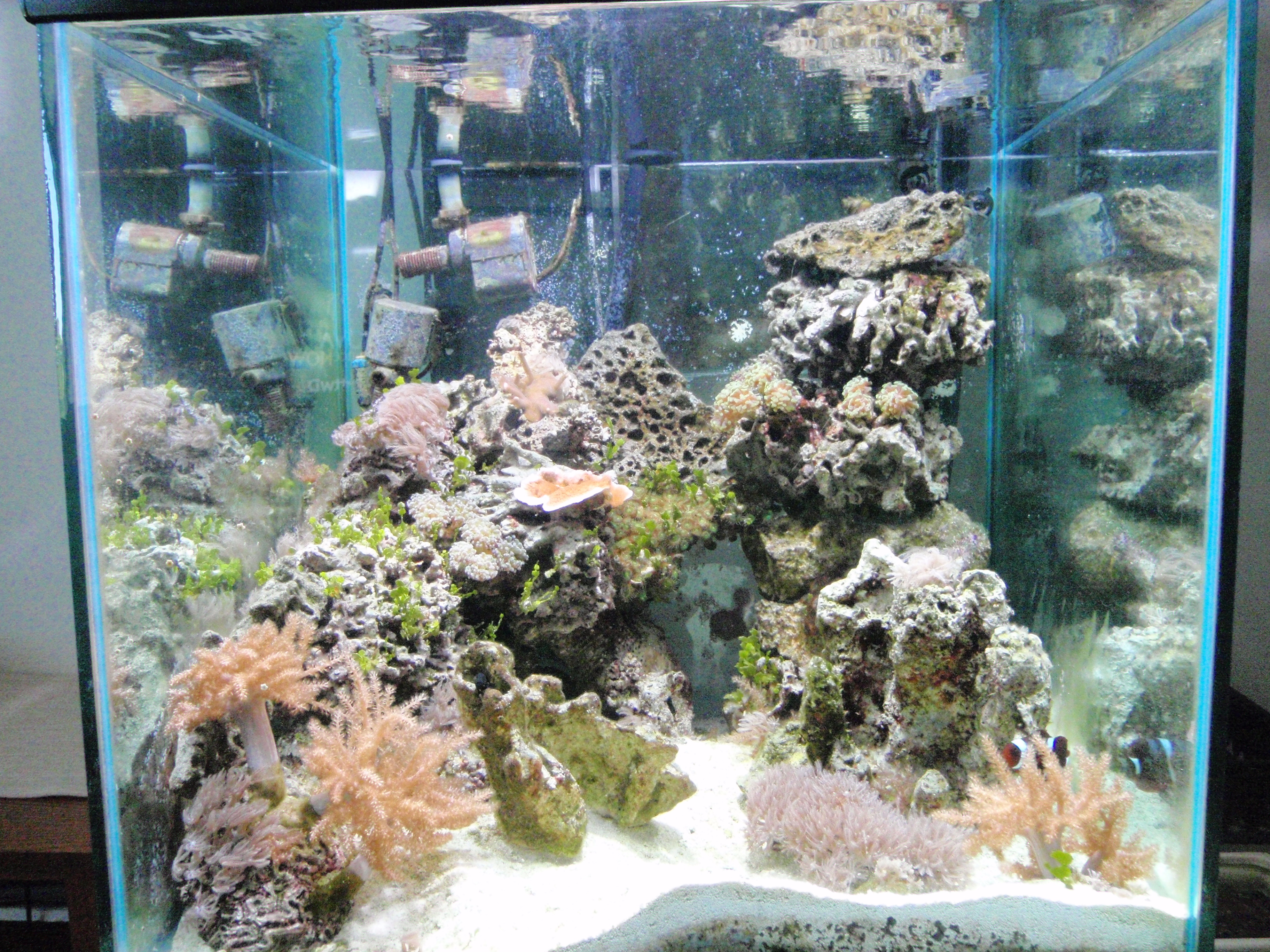 60 gallon cube mixed reef, 60 gallon aquarium