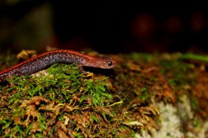 Wisconsin, Door County, amphibian, moss