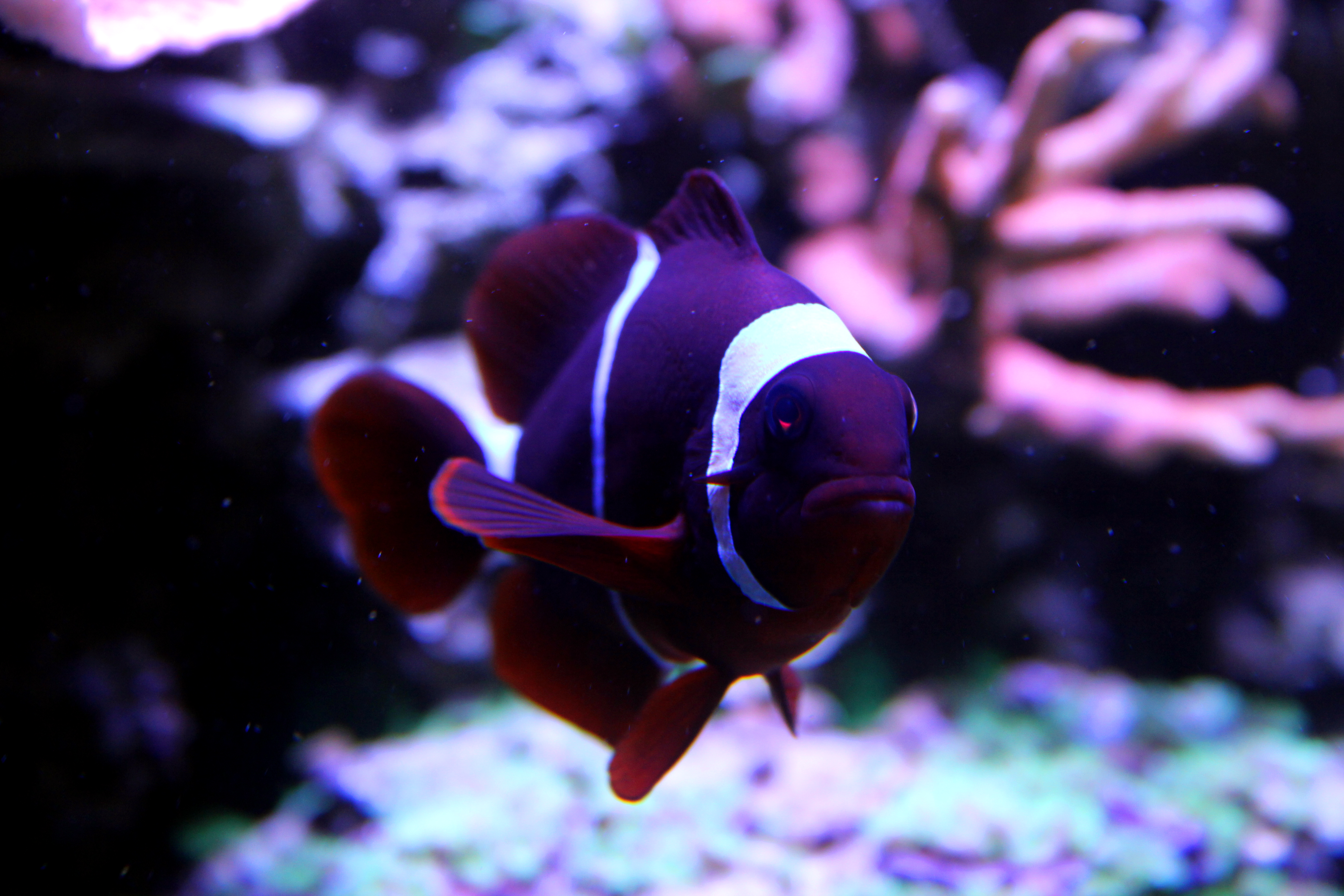 maroon clownfish, 60 gallon cube maroon clownfish