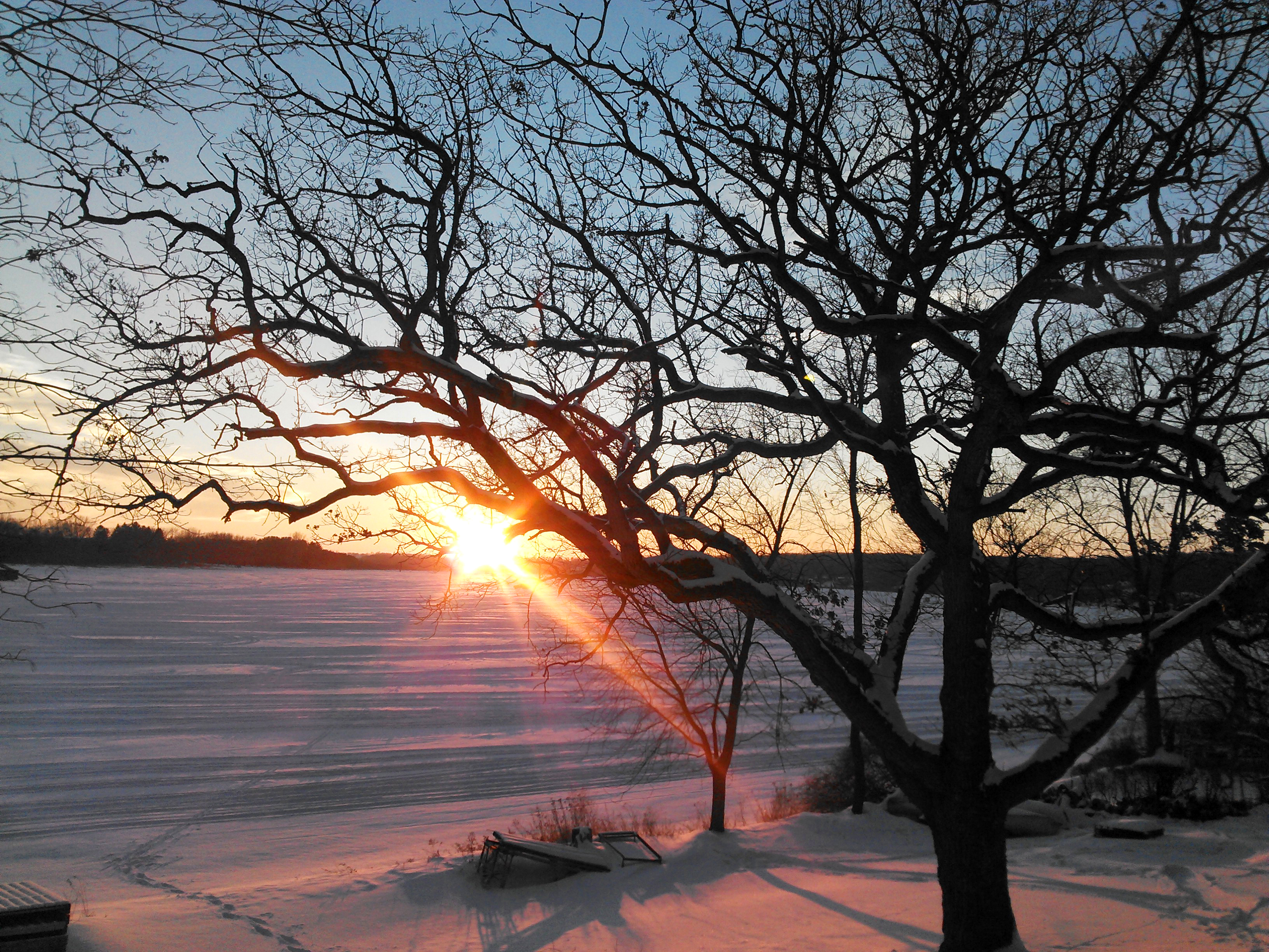 Wisconsin winter sunset, winter oak tree