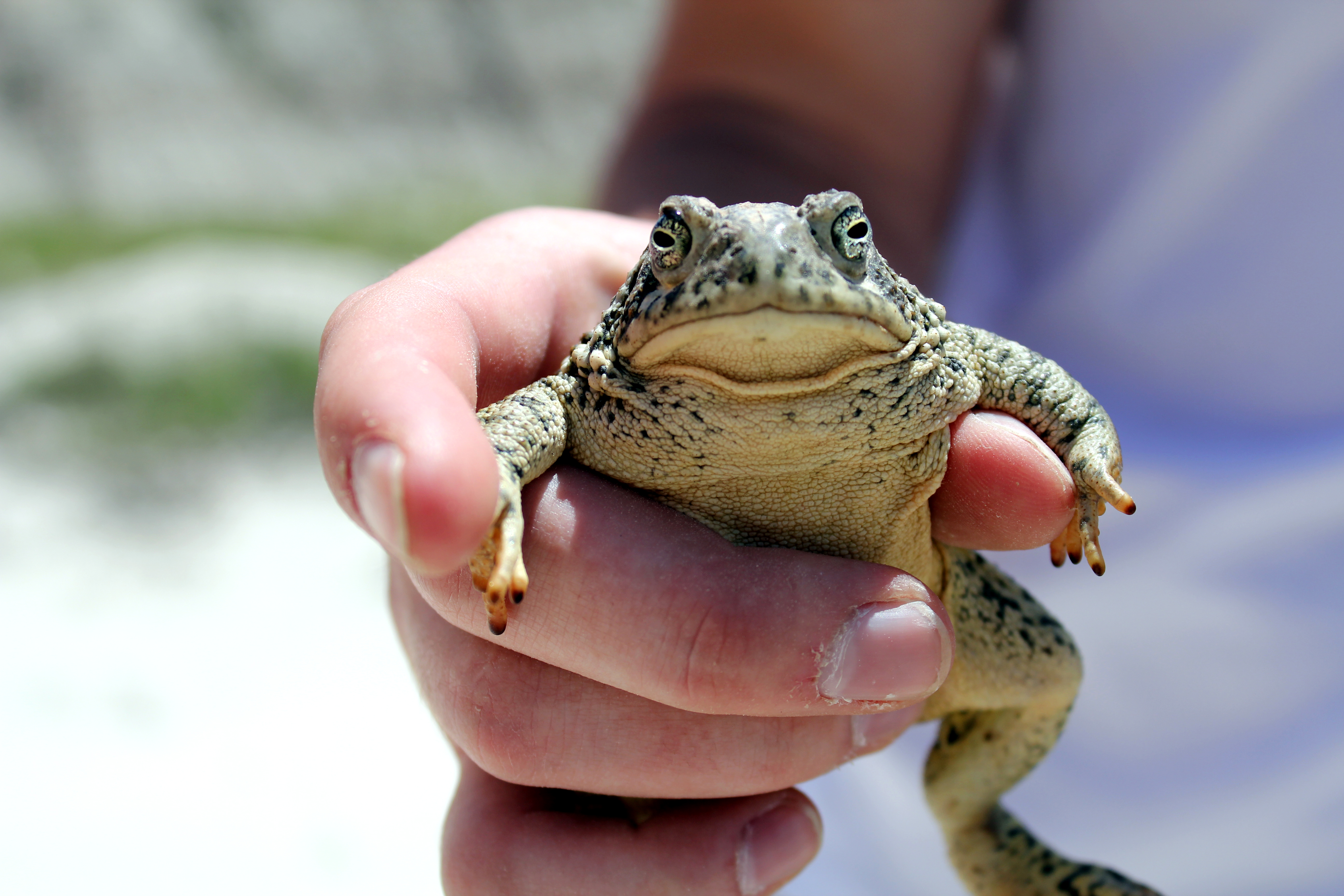 Bufo americanus, South Dakota amphibians