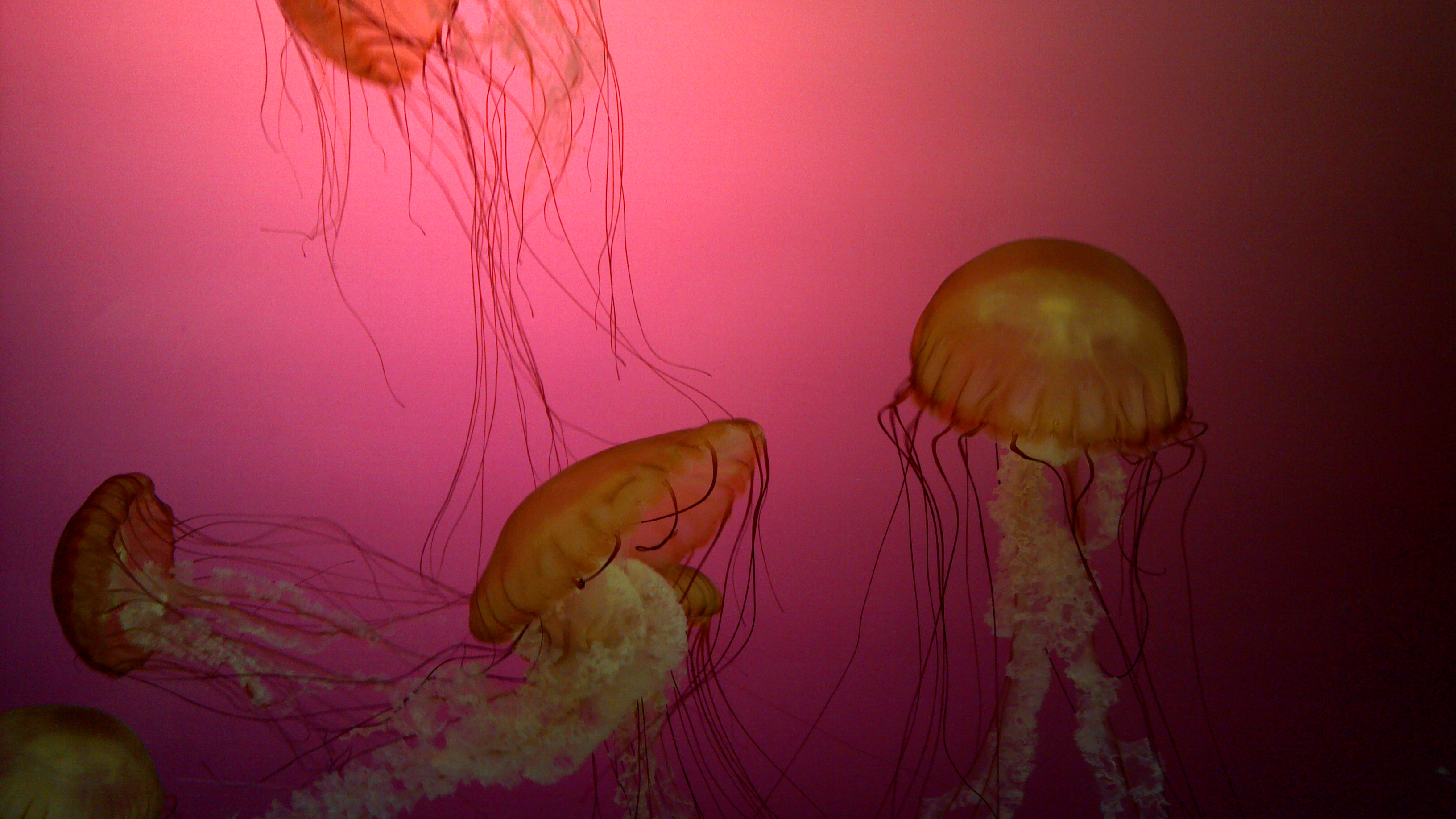 Shedd aquarium jellyfish, Chicago, Illinois
