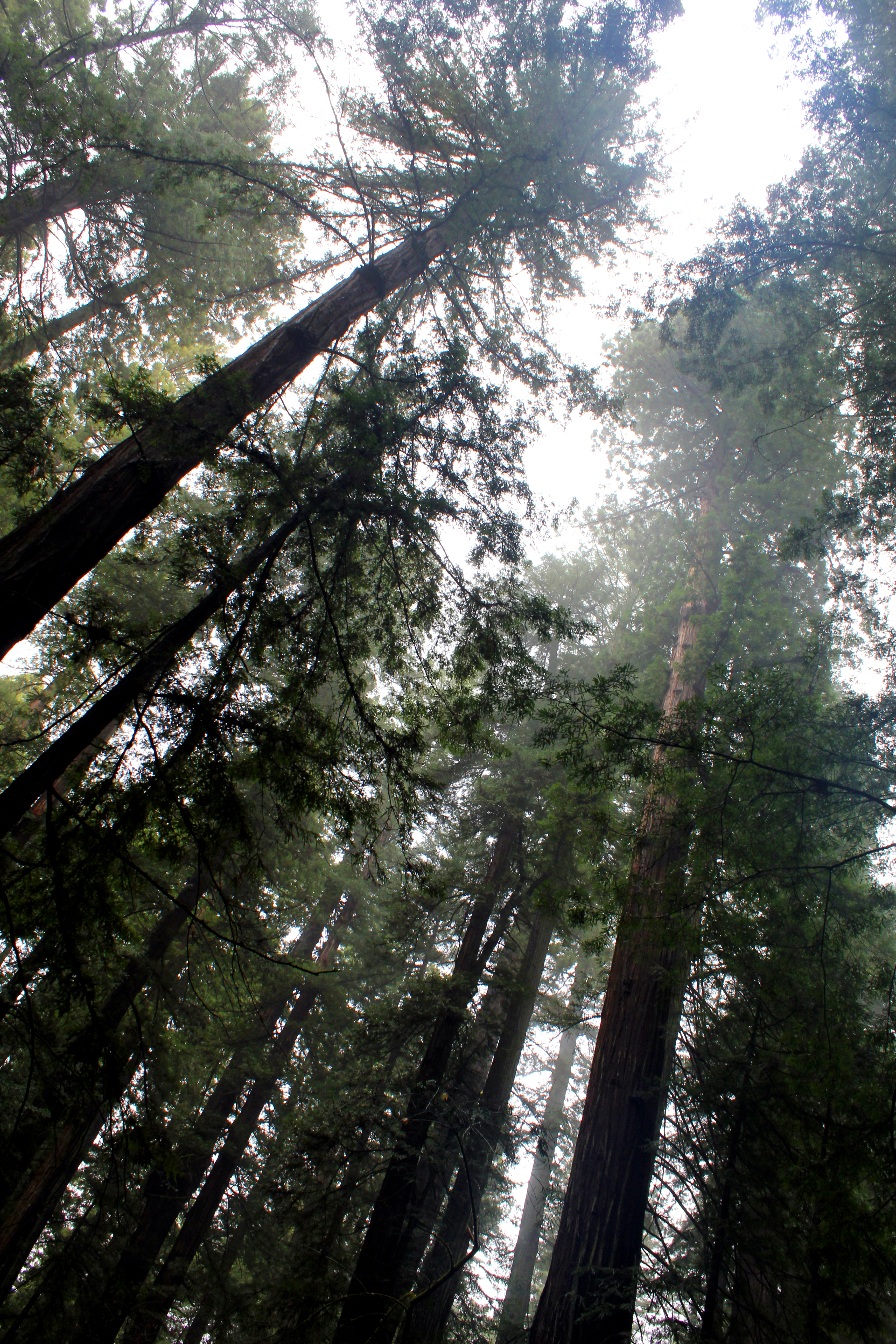 California, Armstrong Grove redwoods, forest