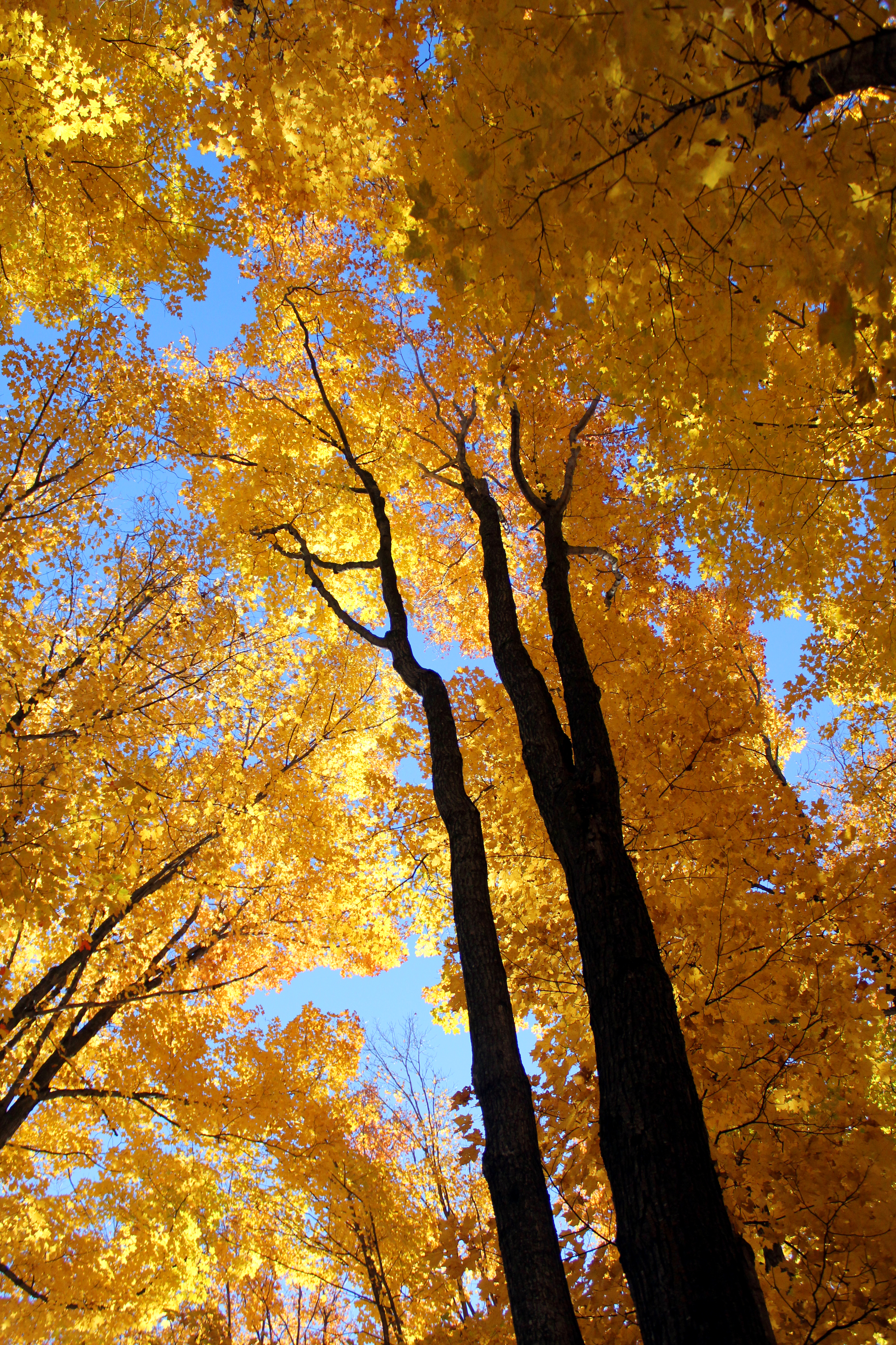 Wisconsin fall colors, wisconsin woods, gold leaves, autumn in wisonsin