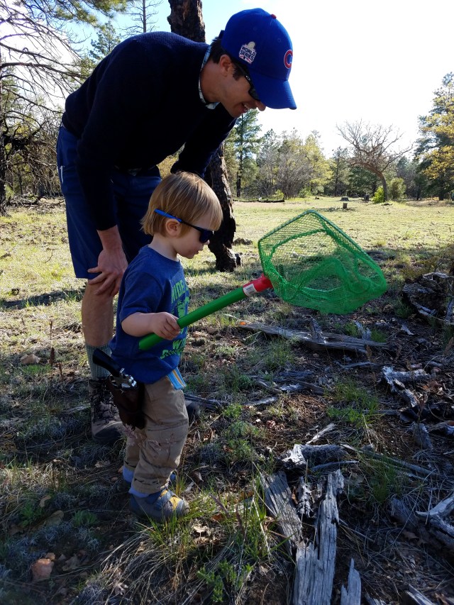 grandcanyon, az, net, lizards