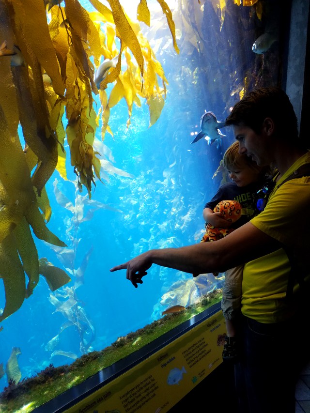 monterey, montereyca, californiaaquarium, california, montereybay, kelp, shark