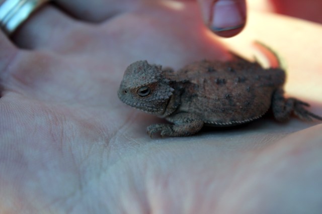 lizard, horytoad, reptile, desert, grandcayon, az