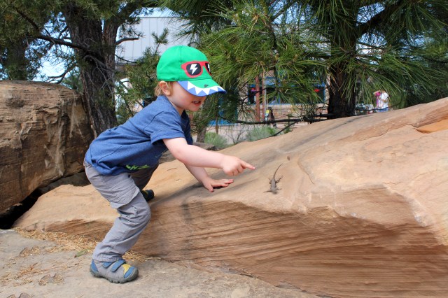grandcanyon, arizona, az, lizard, toddler
