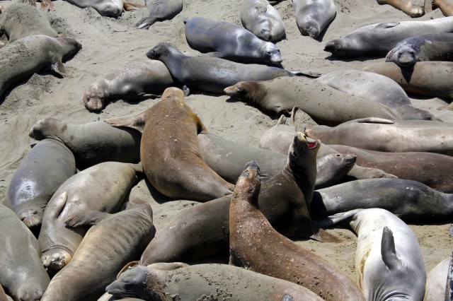 elephantseals, sansimeonca, california, ca, bigsur, ocean, pacific, epicroadtrip