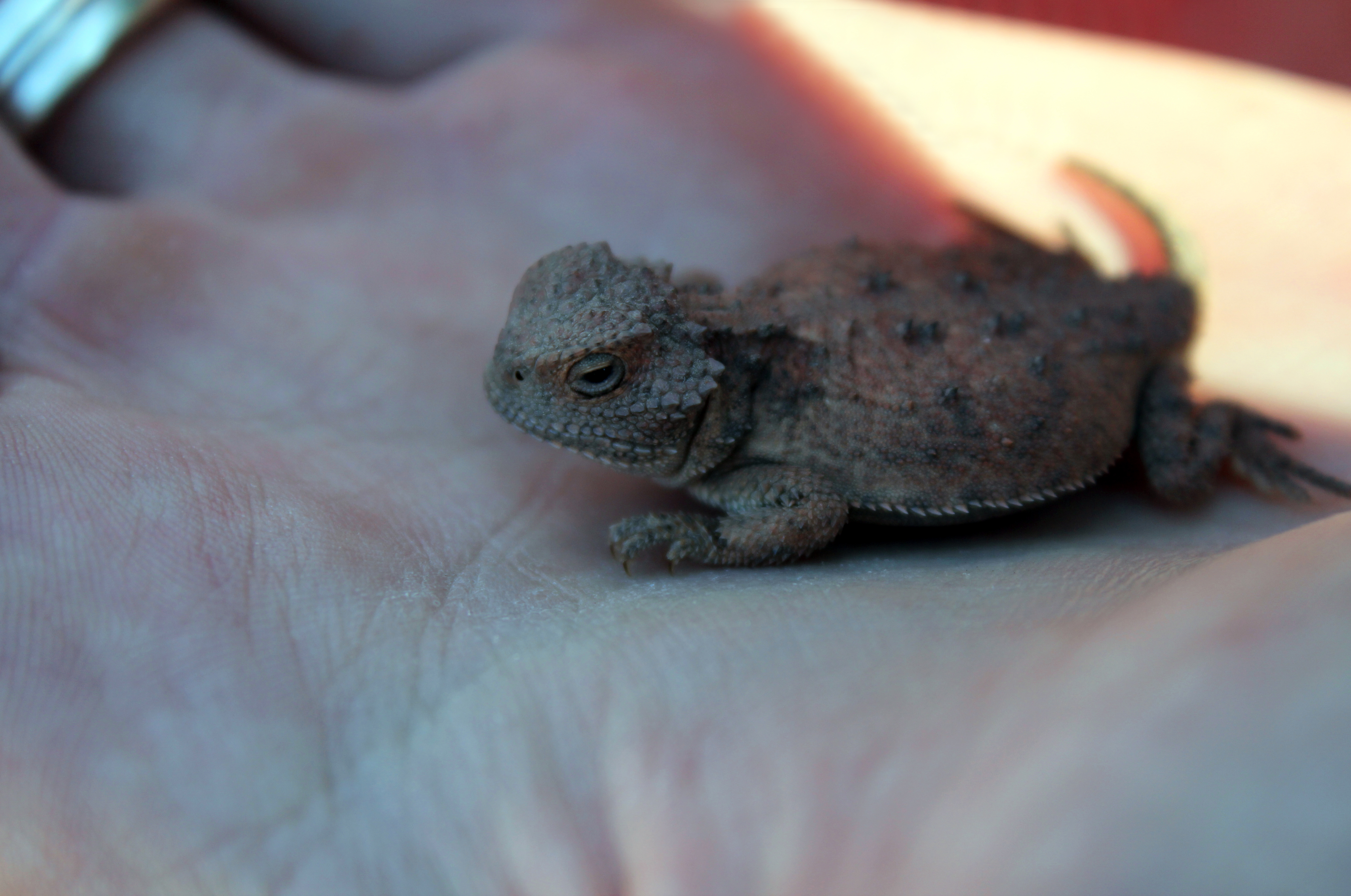 baby horned lizard, repitle, herpetology, desert, grand canyon, grand canyon camping, car camping, grand canyon backcountry