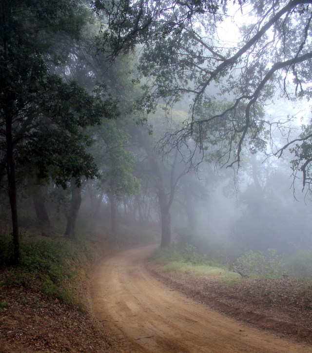 big sur, big sur camping, car camping, big sur dirt road camping, big sur backcountry, backcountry camping, 4runner camper, camping, car camping