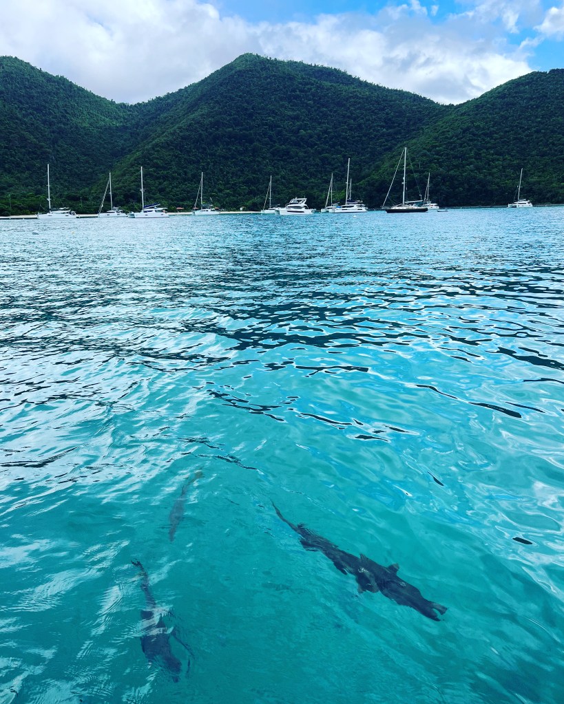 barracuda, bvi barracuda, bvi sailing, sailing maho bay, snorkeling st johns, snorkeling maho bay