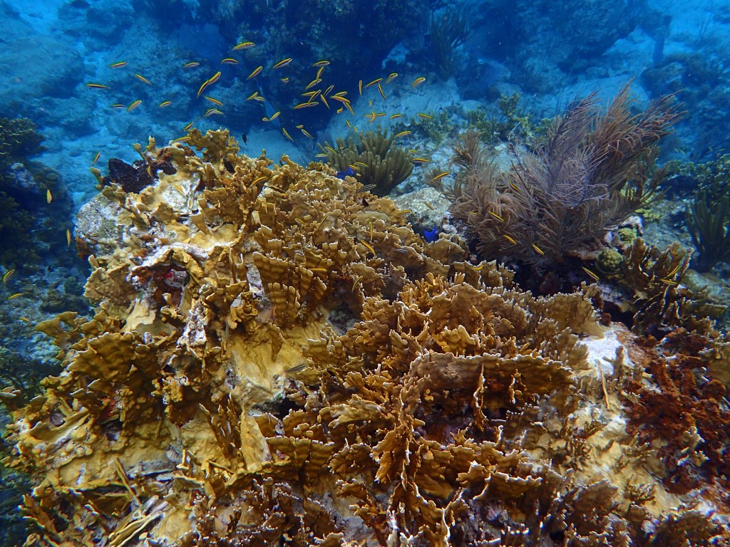 coral, snorkeling bvi, diving bvi, the indians bvi, bvi reef